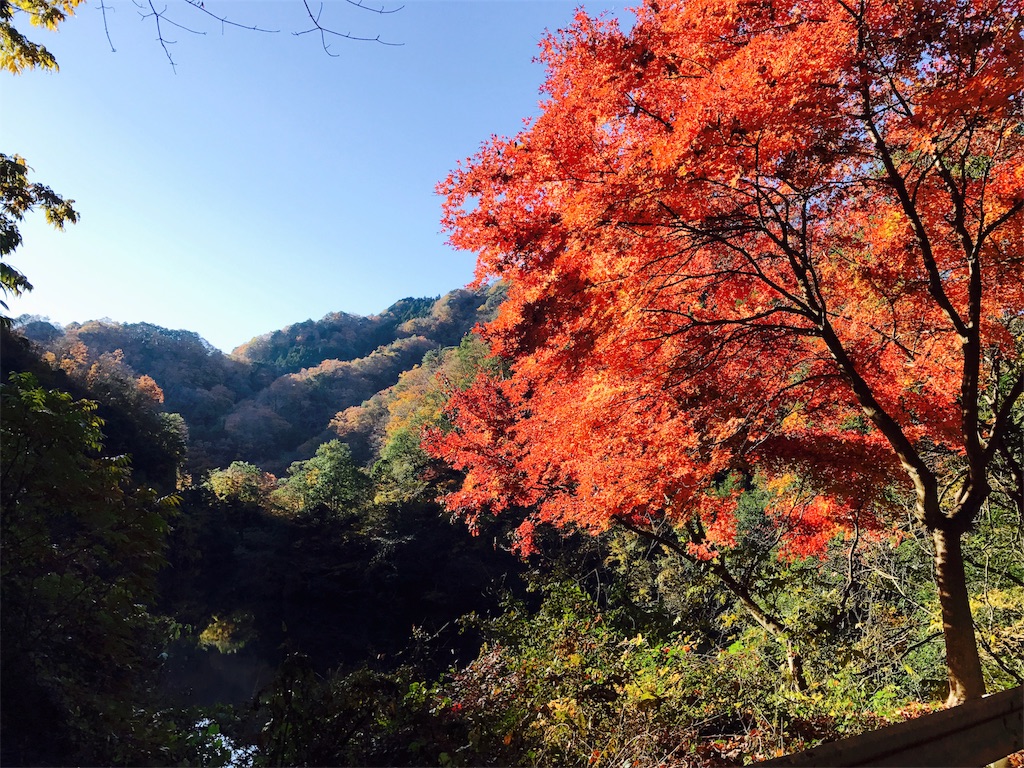 竜神大吊橋下の紅葉