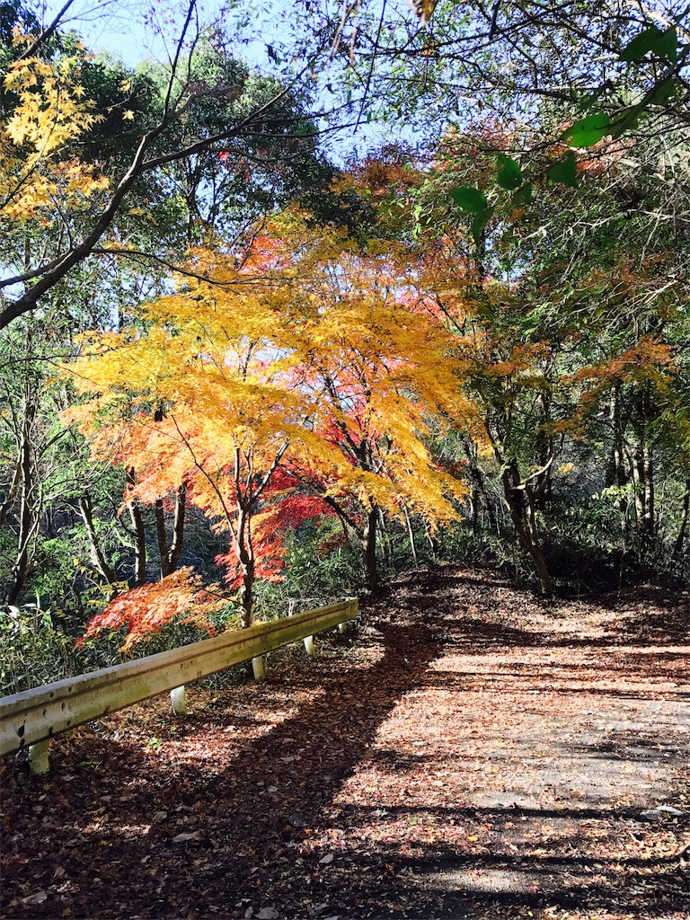 竜神大吊橋下の紅葉