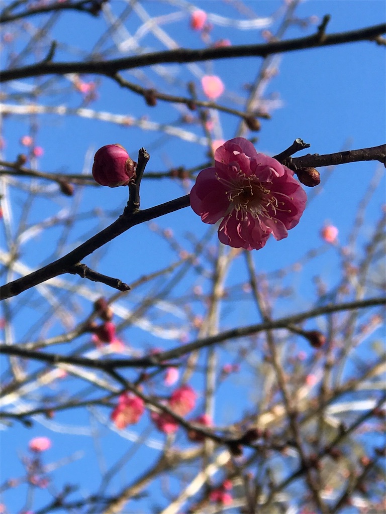 f:id:nekosippona:20180103172323j:image