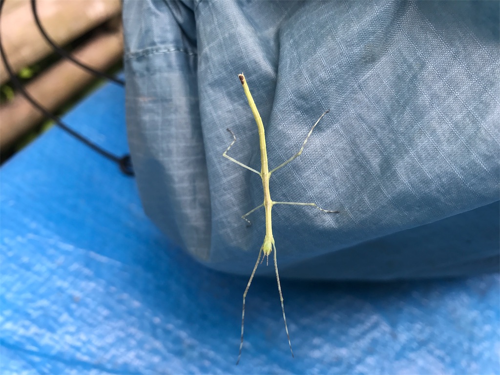 f:id:nekosippona:20180528202101j:image