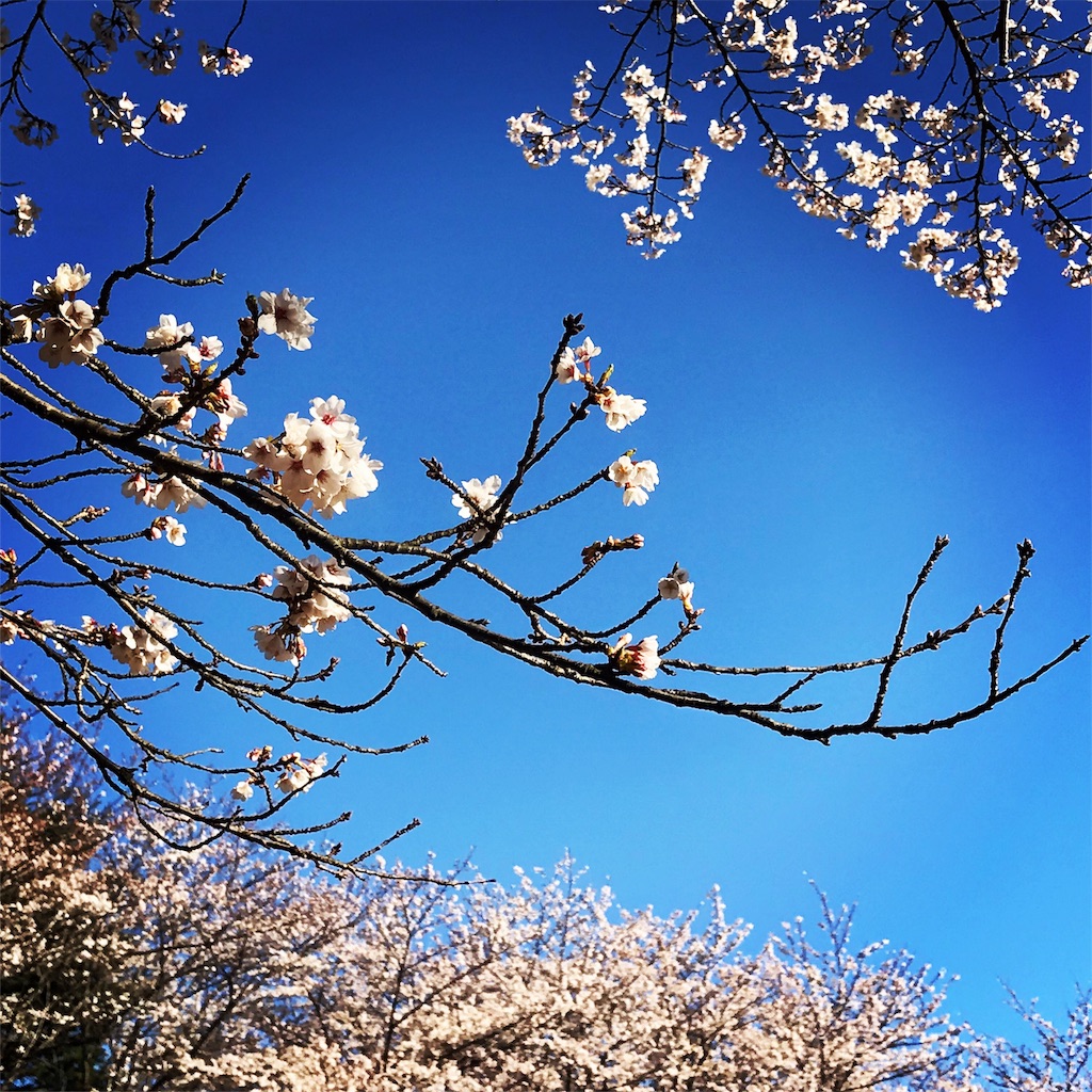 東漸寺の桜