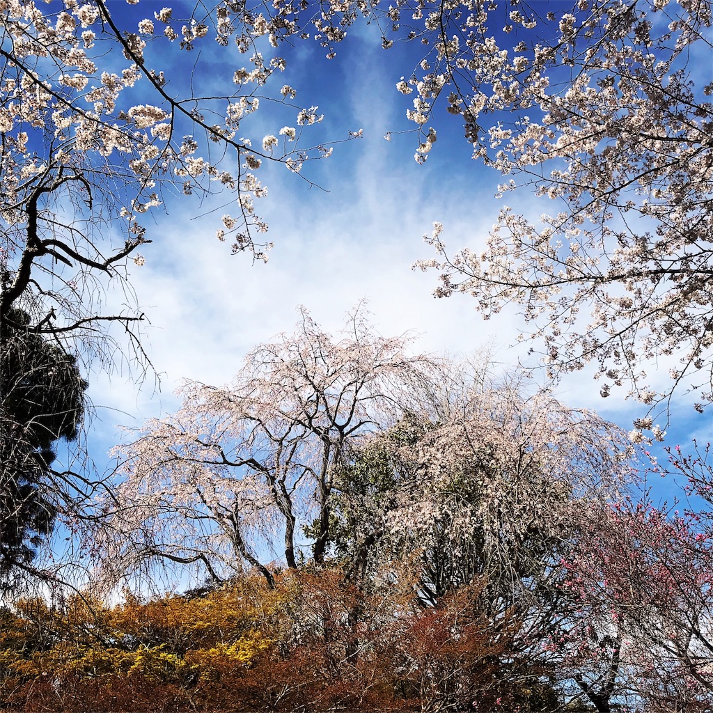 f:id:nekosippona:20190408172742j:image