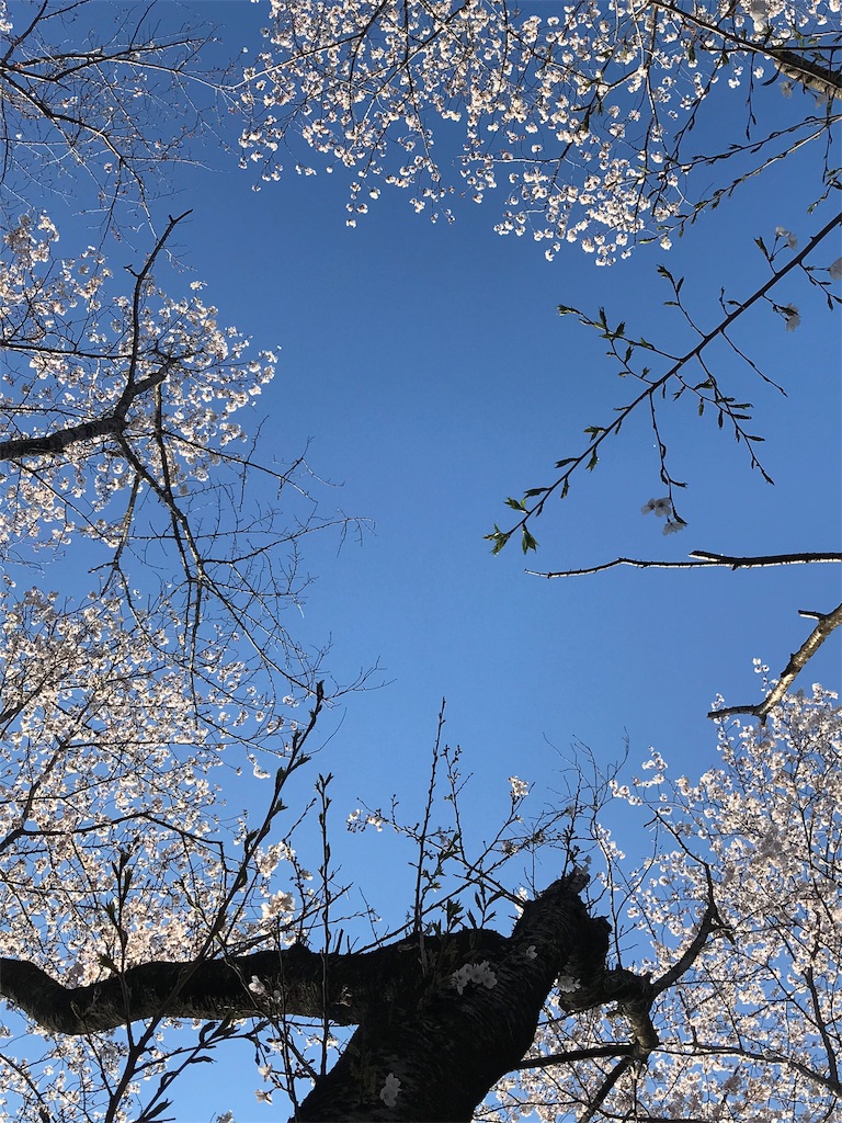 桜と空