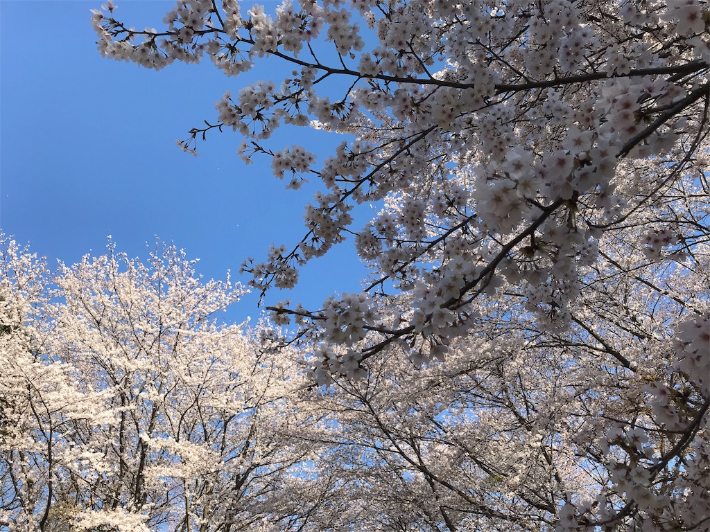 桜と空