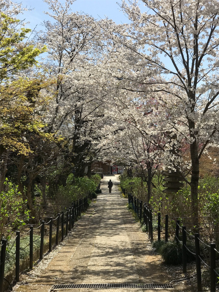 桜の木のアーチの下を行く人