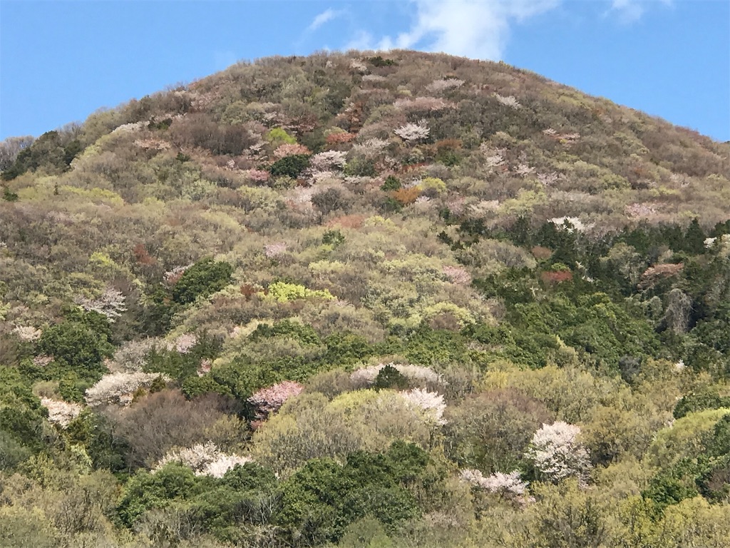 山桜の宝筐山