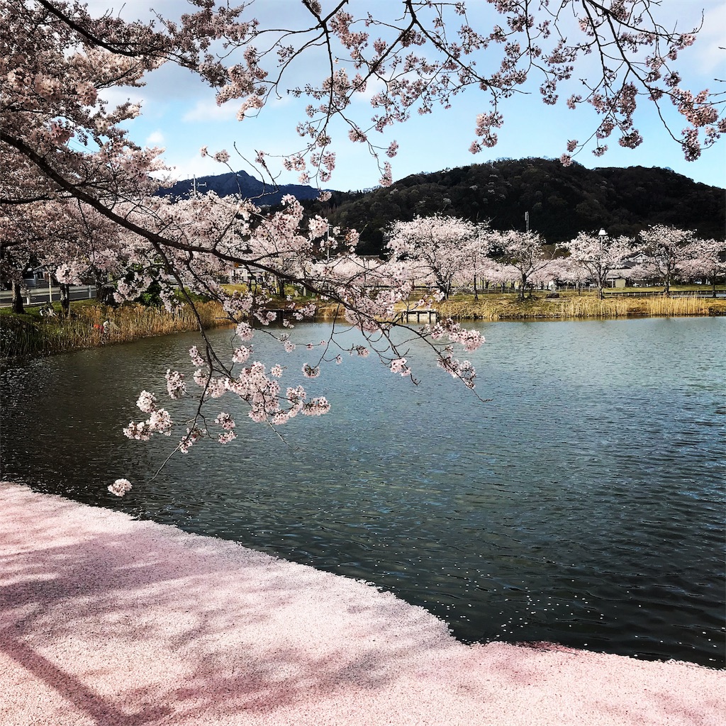 北条大池の桜