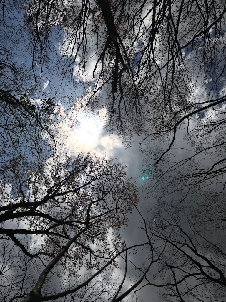 梢と雲と空