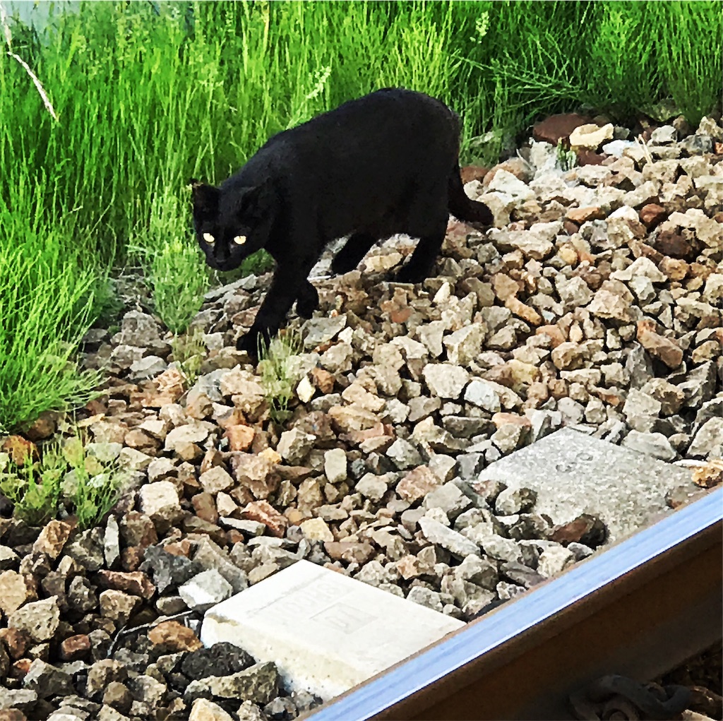 山梨の線路ぎわのにゃんこ