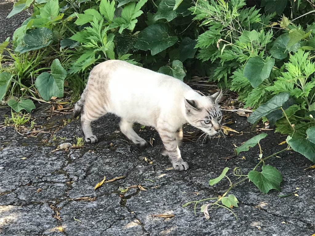 御蔵島のにゃんこ。