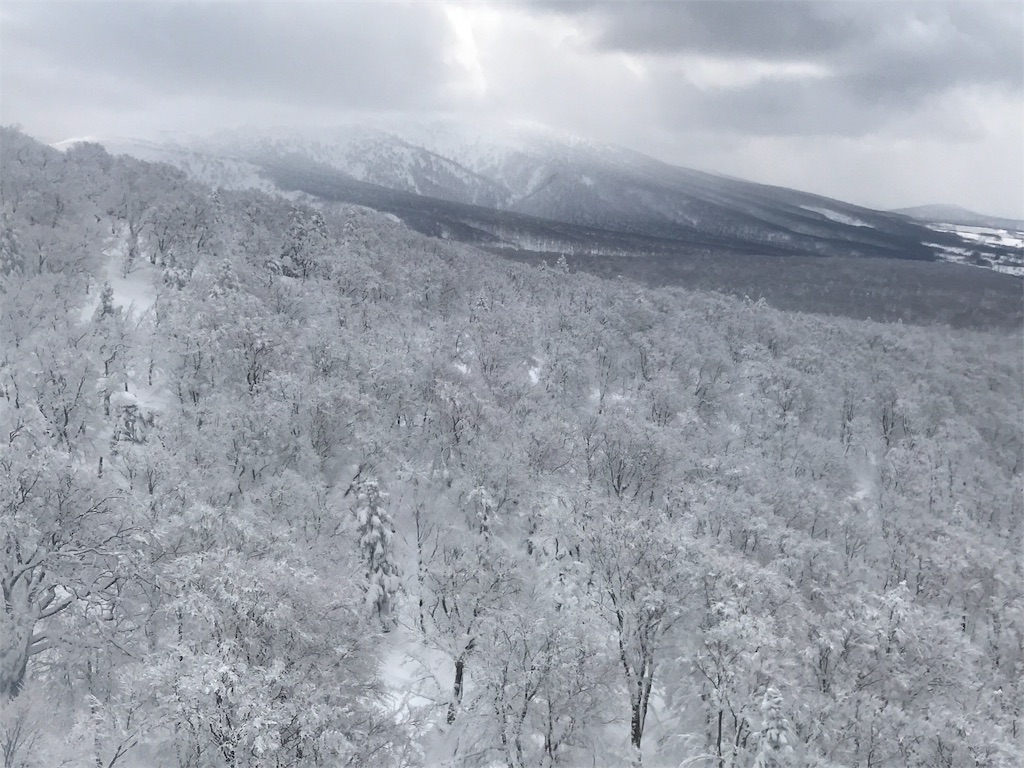 標高が下がって樹林が密になっていく斜面