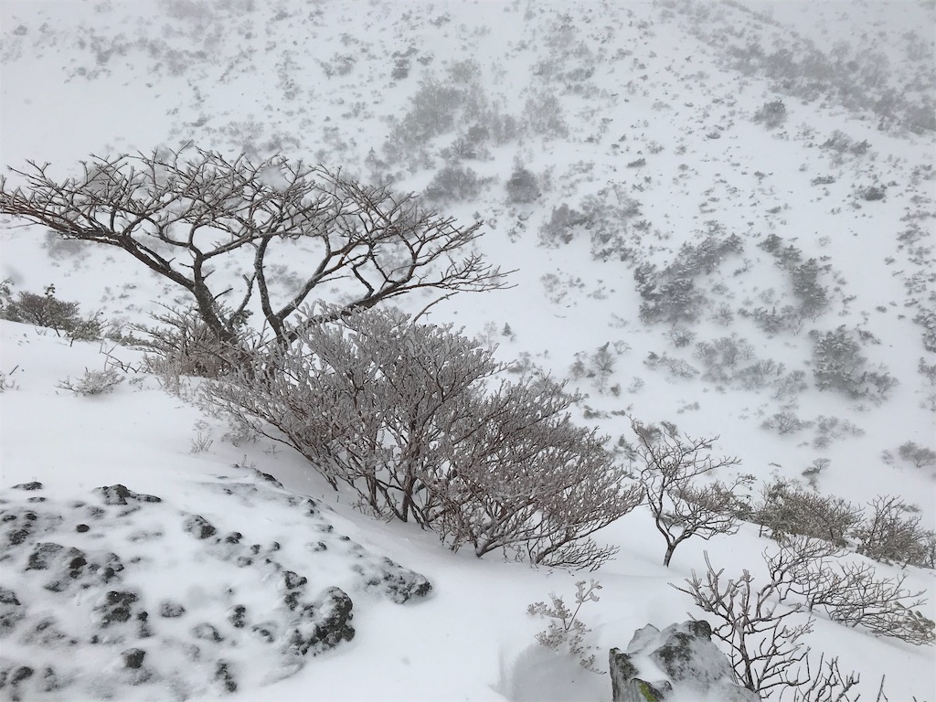 吹雪の中に立つ木