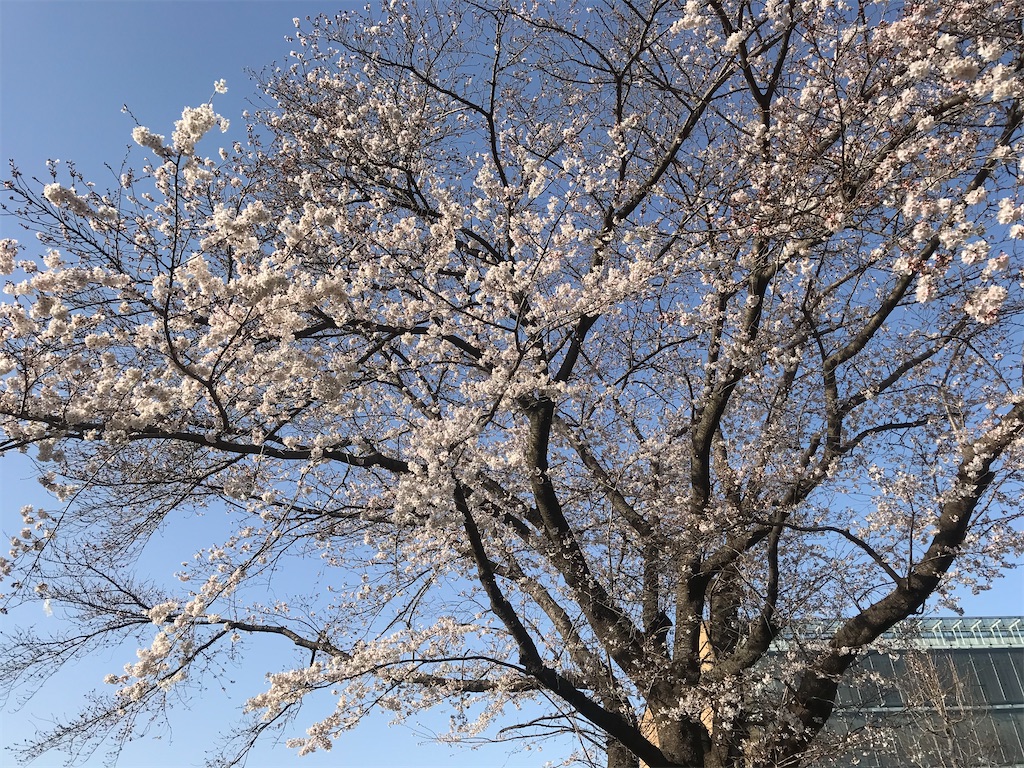 青い空に散り咲くサクラ色。