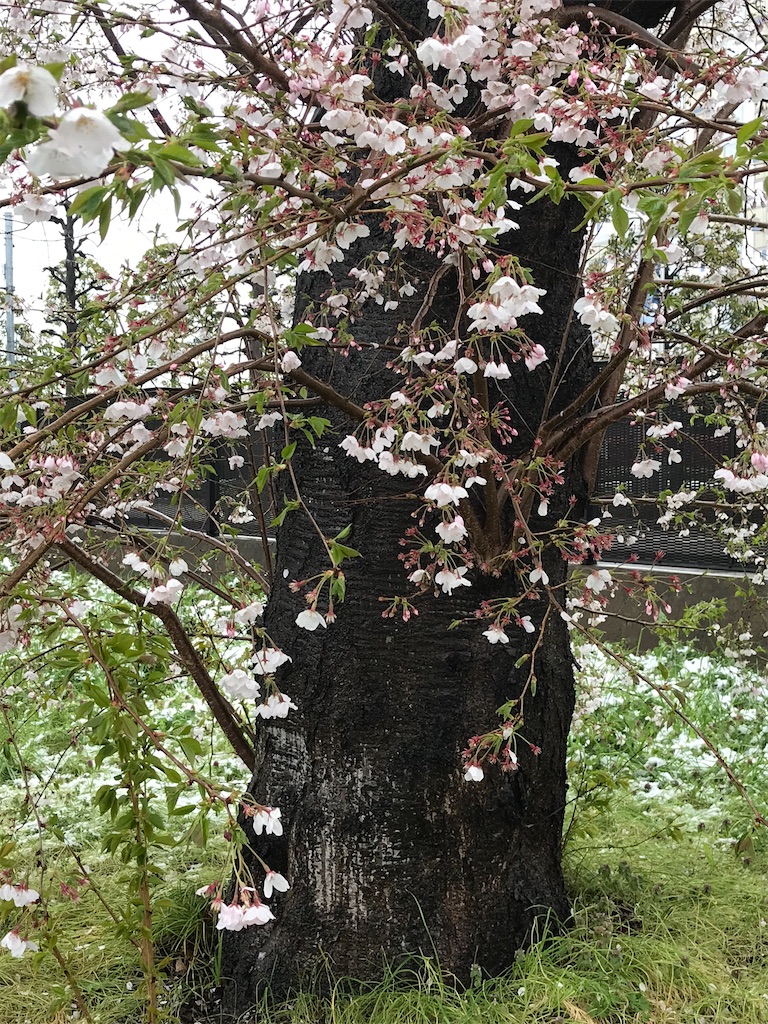 桜の上に降りしきった雪。