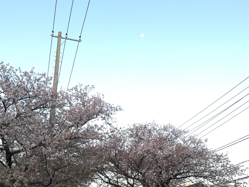 桜の上に登る月。