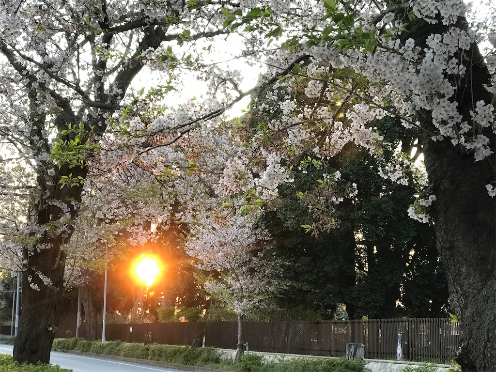 桜の木の間から、輝く夕日。