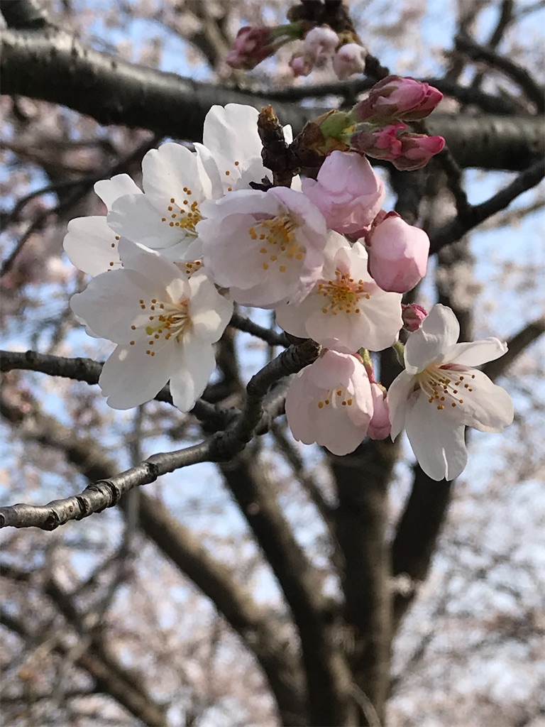 先週の桜