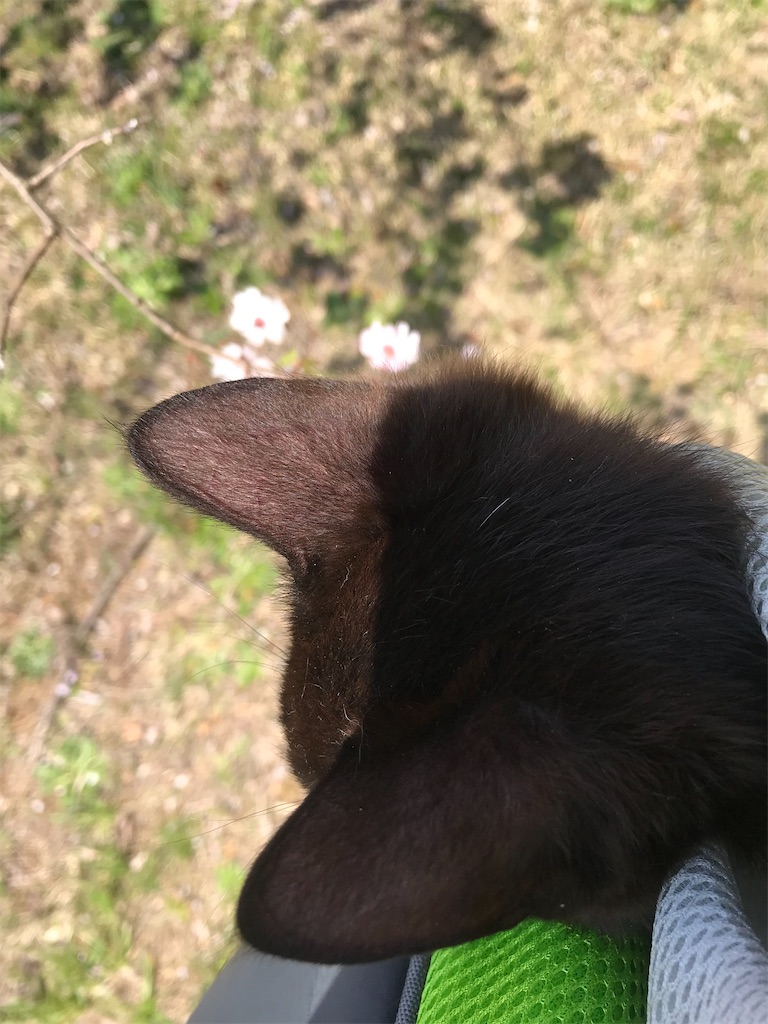 桜の花の匂いを嗅いでみる？