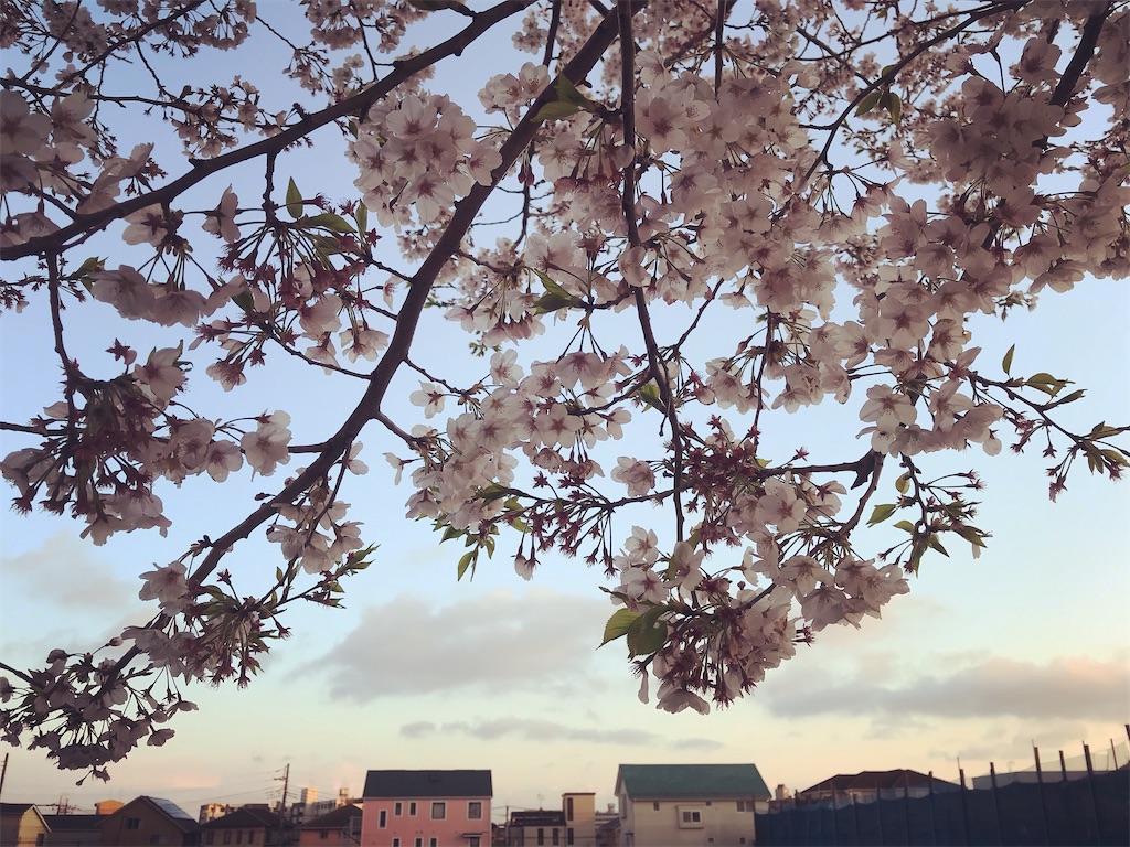 桜の夕景。