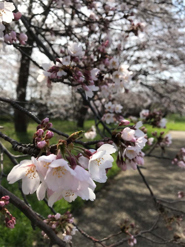 毎年桜を見れることが、こんなに楽しみだったなんて。