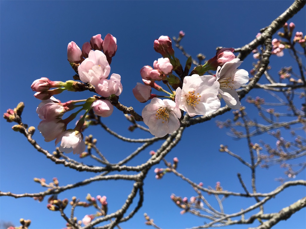 なんでこんなに心が浮き立つのか・・・。