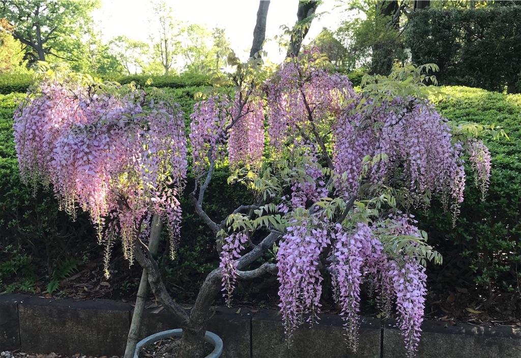 見事な紫の藤の花