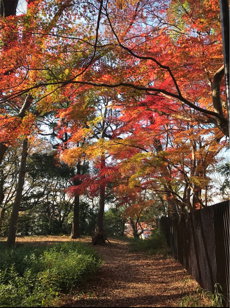 11月の戸定邸のみごとな紅葉