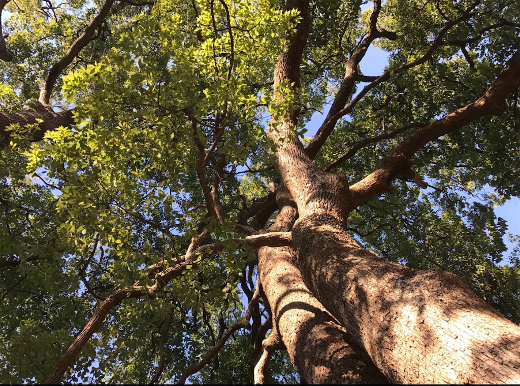 戸定邸の巨樹