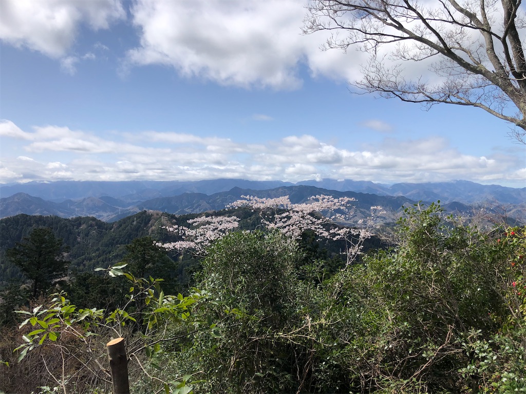 山嶺から見る桜