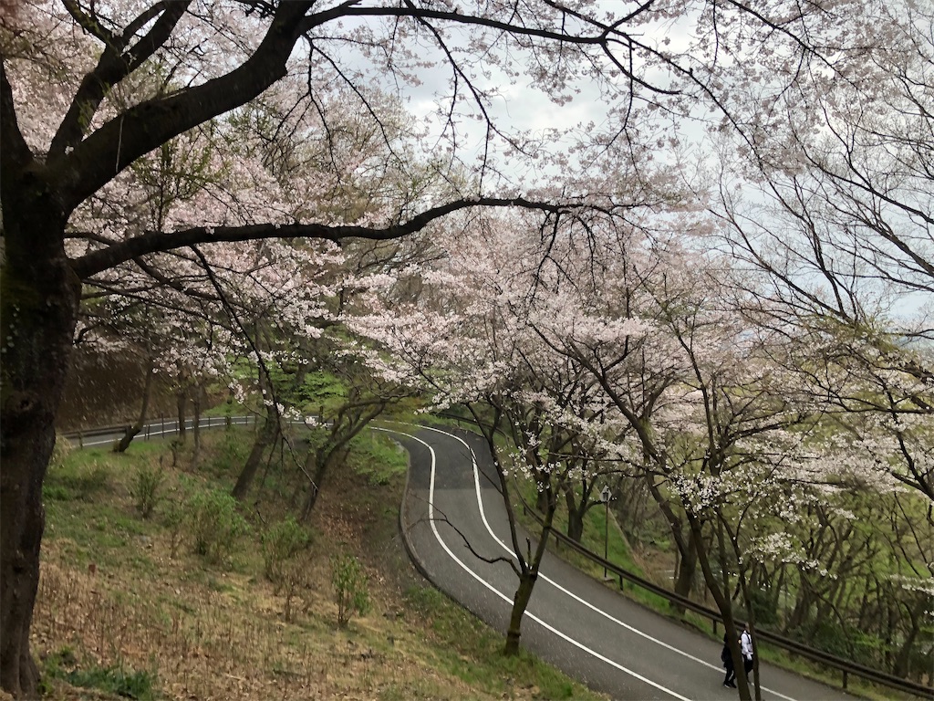 満開の桜