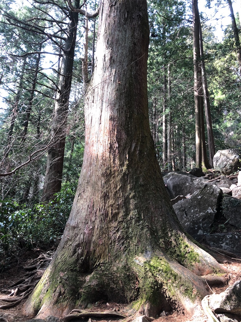 筑波山の巨樹