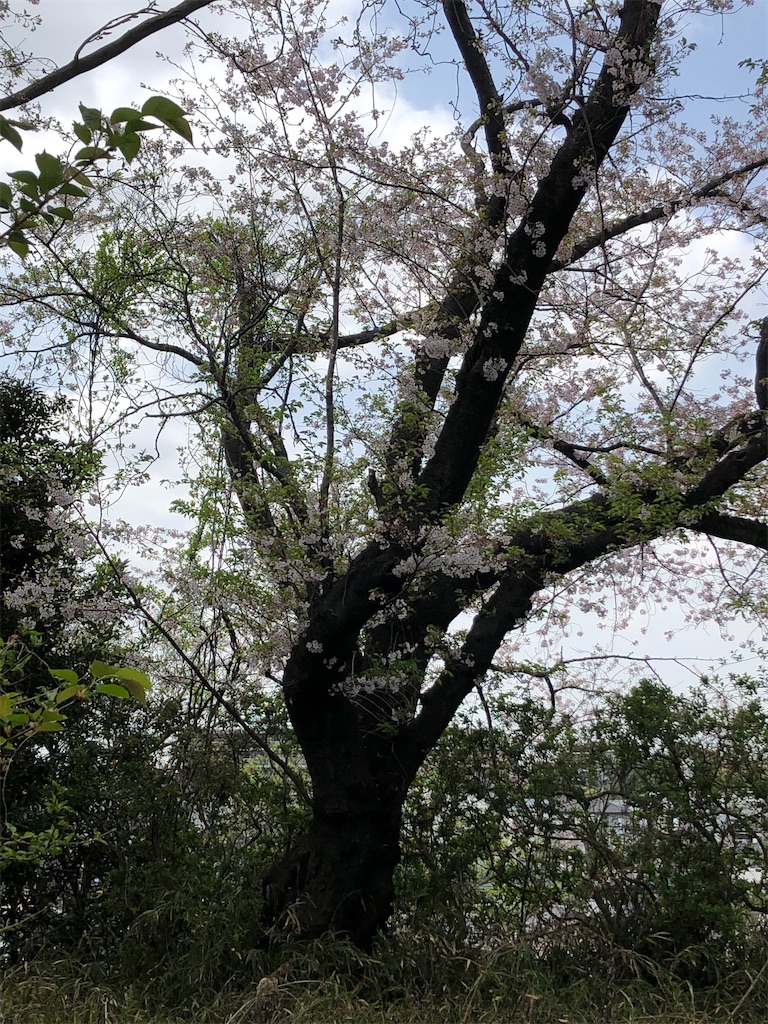 新緑と桜の花