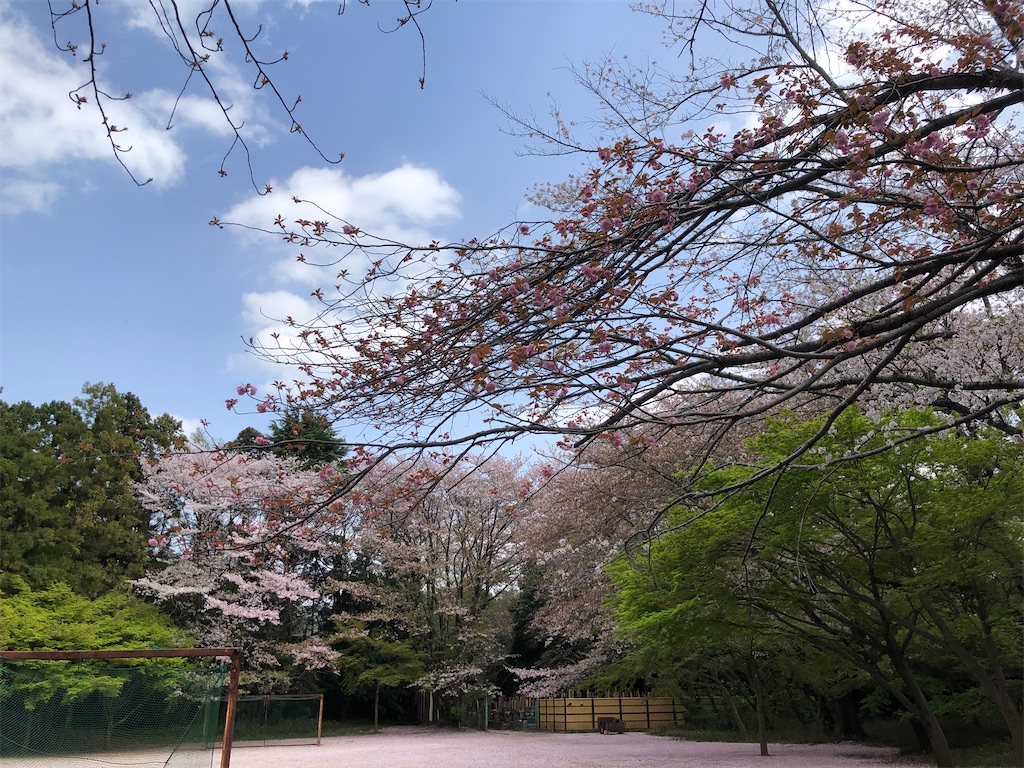 満開の桜