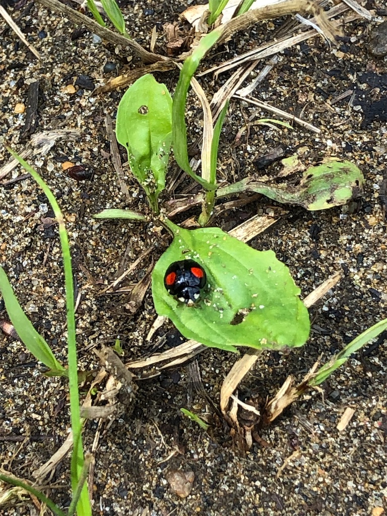 二つ星のナミテントウ虫くん。