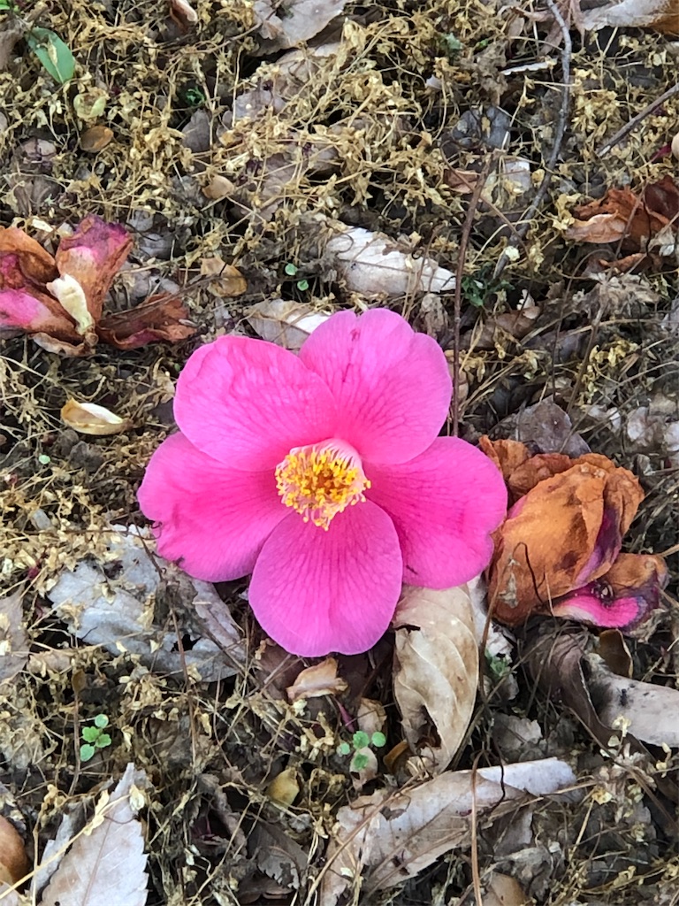 椿の花も。