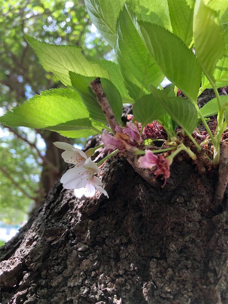 最後の桜。