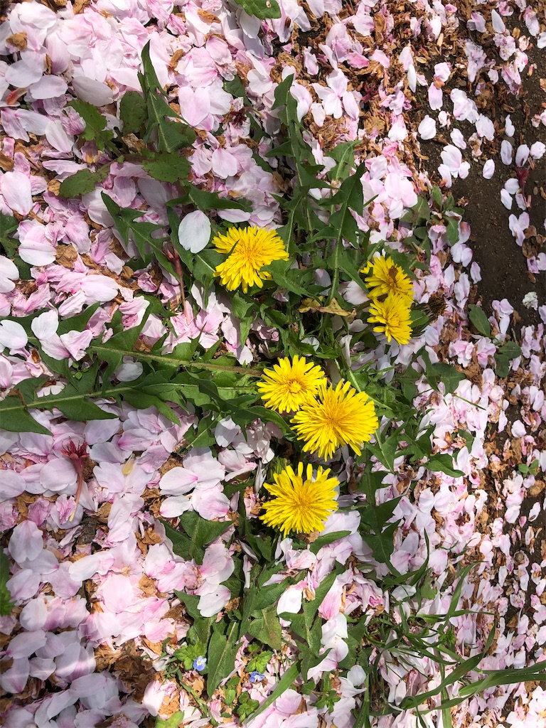 桜の花びらのじゅうたん。