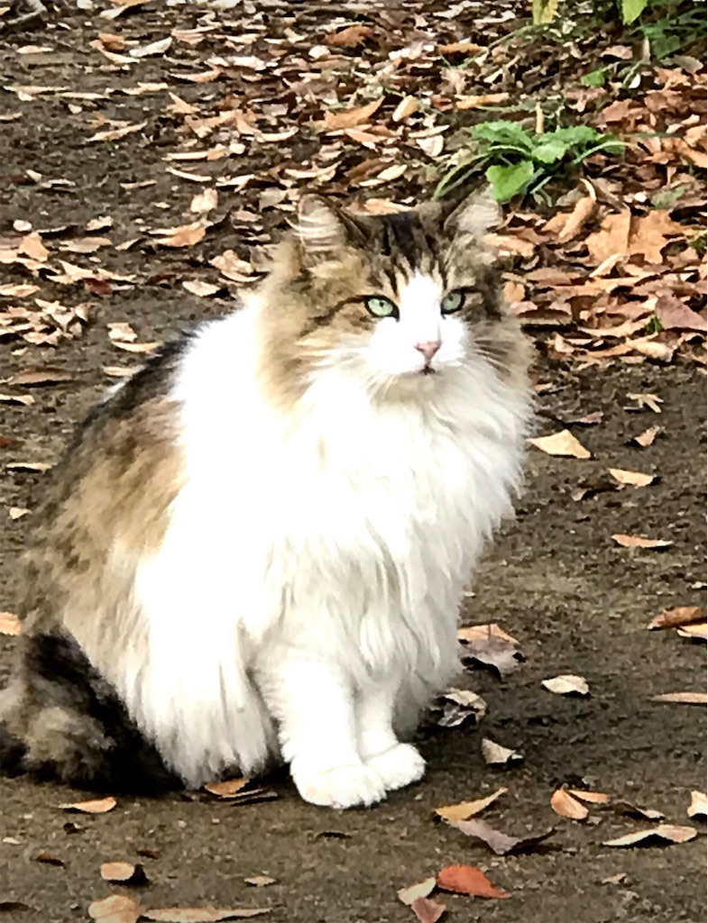 公園の高貴なにゃんこ