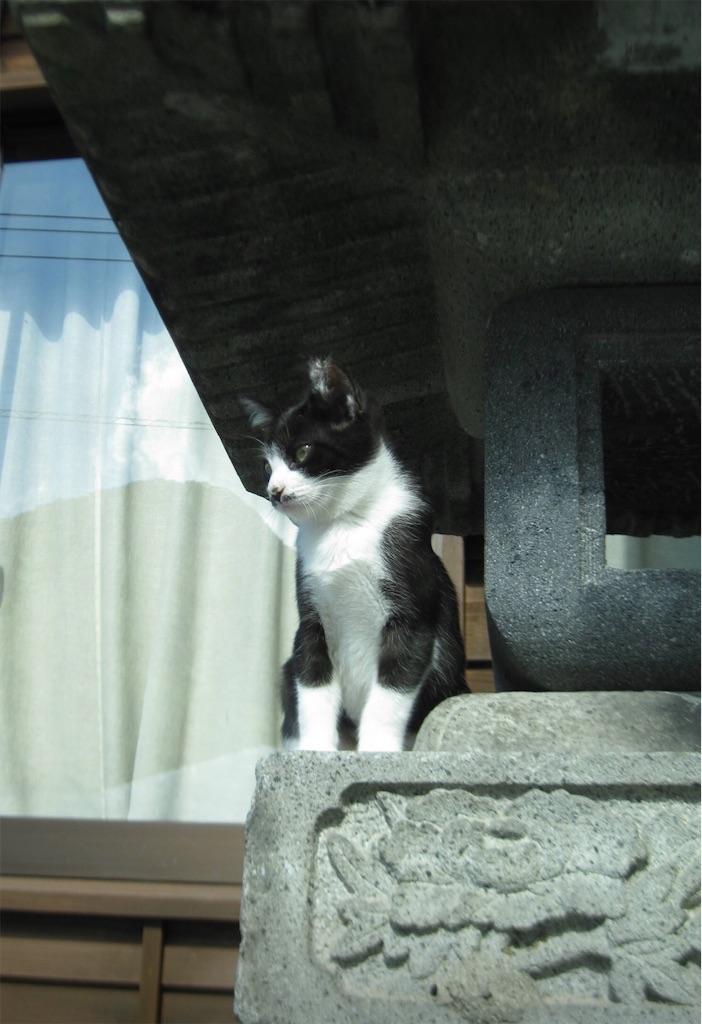 榛名神社の灯篭にゃんこ