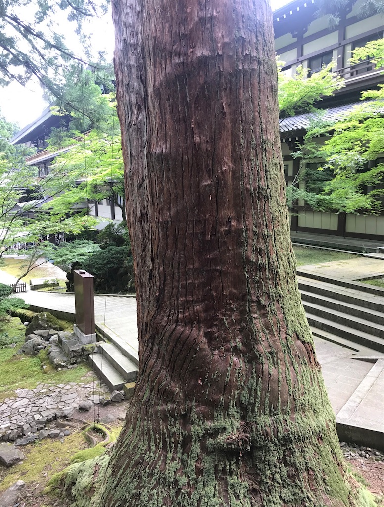 杉の巨木