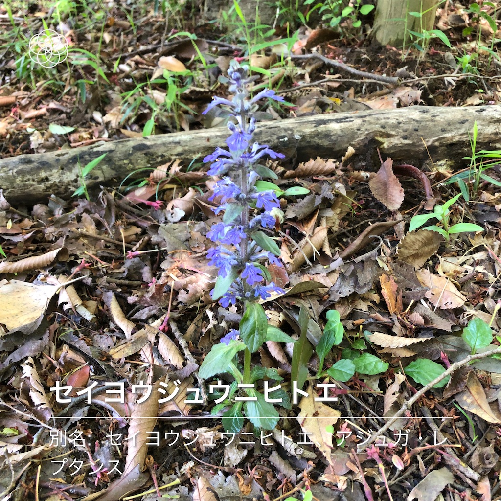 ハナノナで撮影
