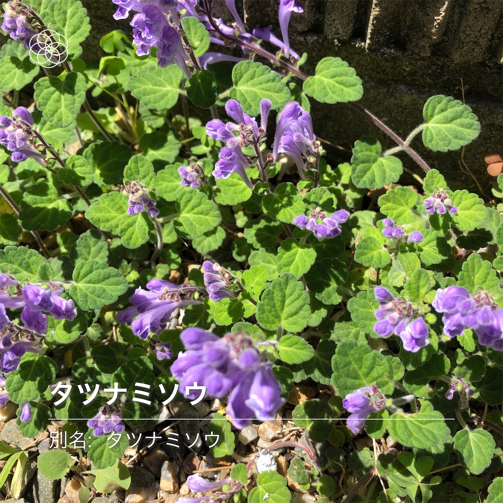 タツナミソウ