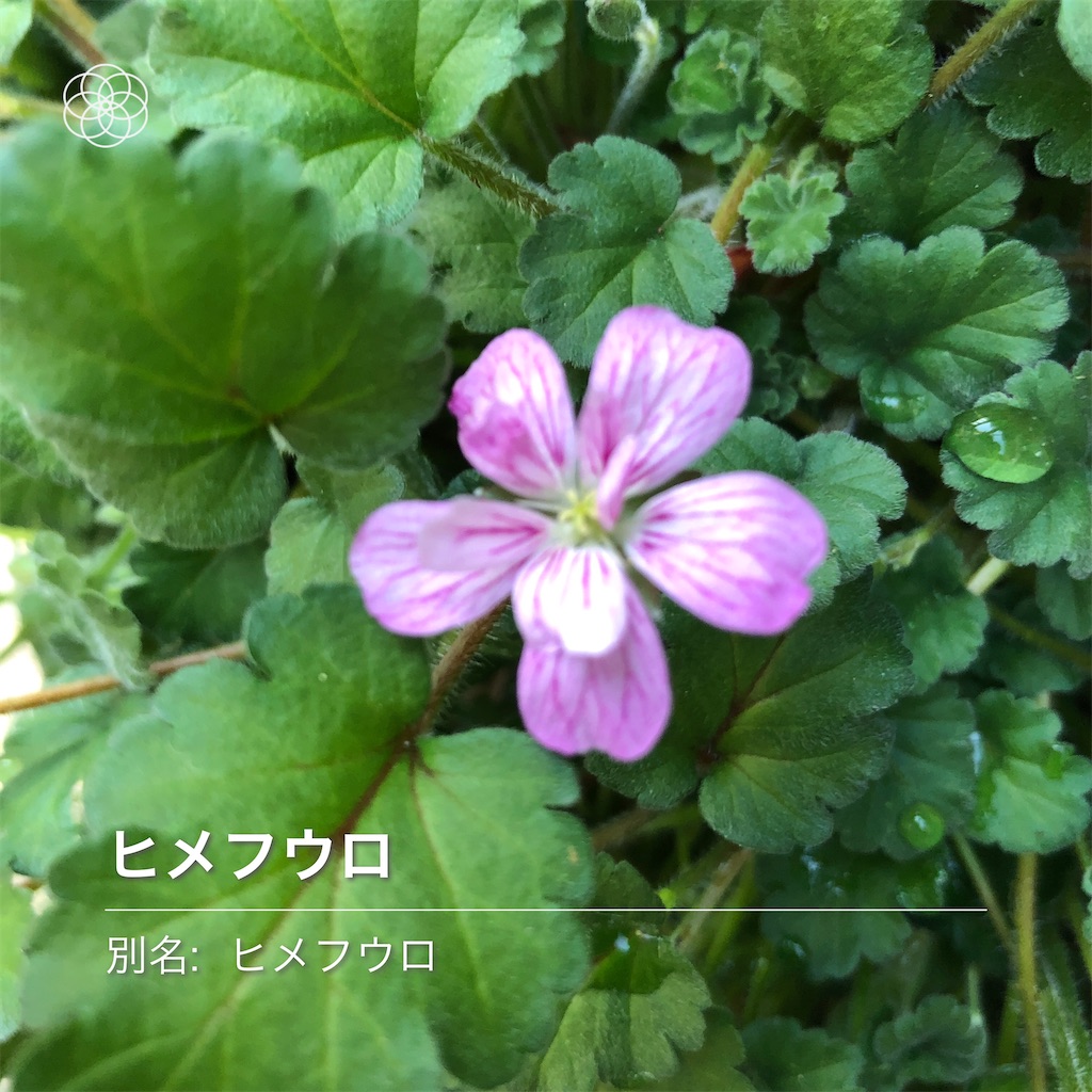 ヒメフウロ