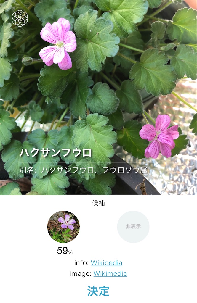 ハクサンフウロ？