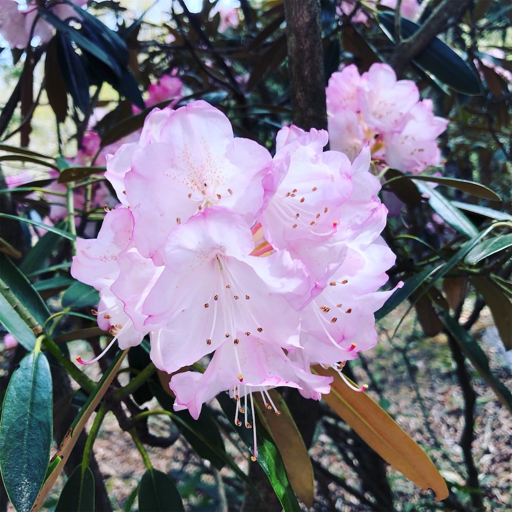 シャクナゲの花