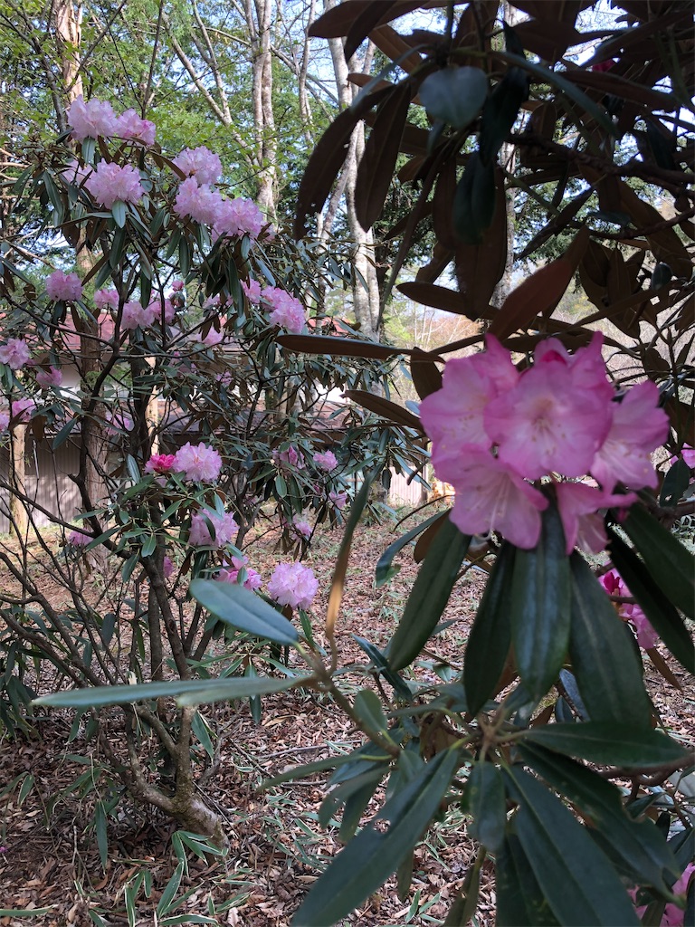 シャクナゲの花盛り。