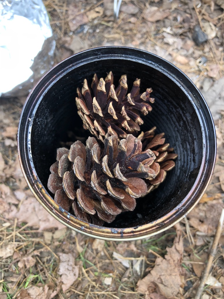 空き缶に松ぼっくりを入れます。