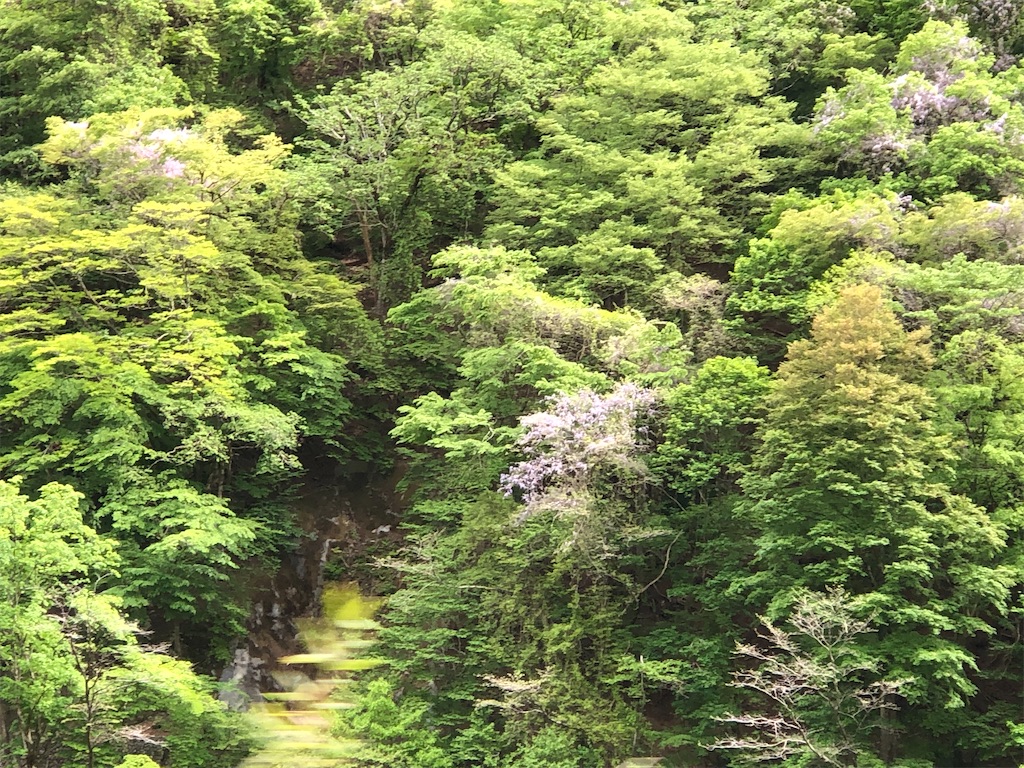 どこもかしこも藤の花が満開です。