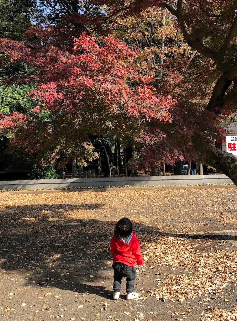 紅葉の赤に目を奪われているようです