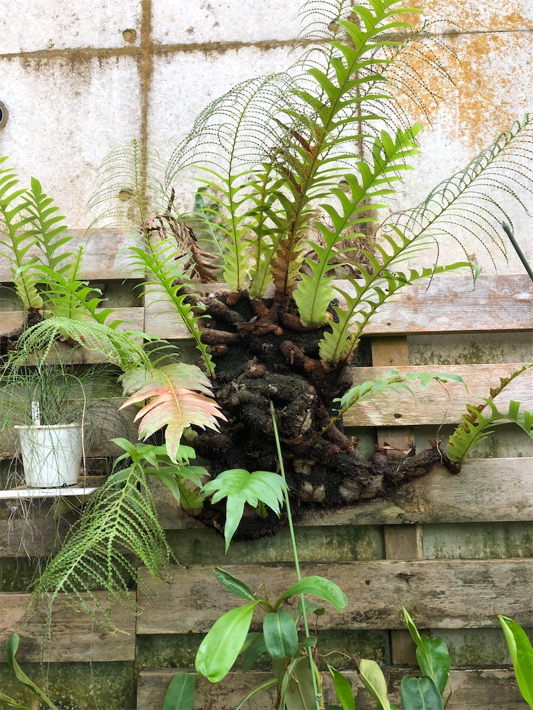 美しいフォルムと色の熱帯植物。